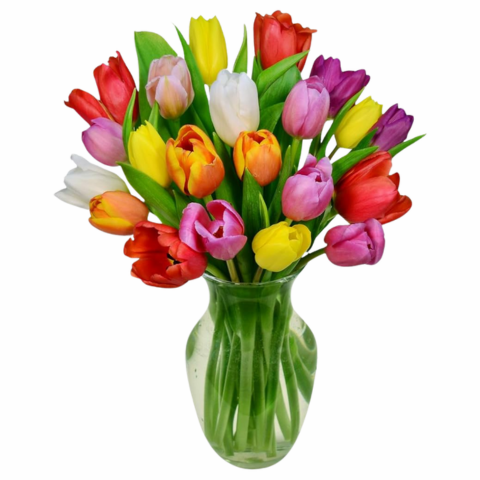 20 Multicolour Tulips