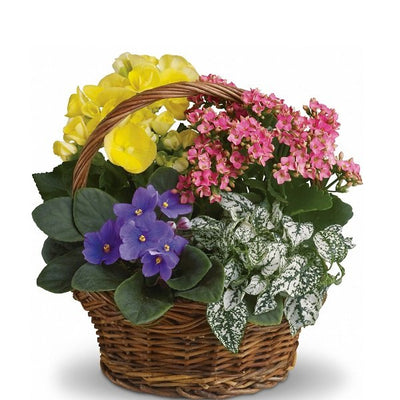 Blooming Planter Basket